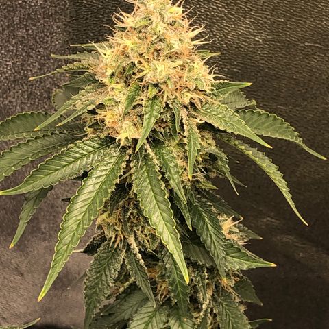 Wedding Cake growlog timeline photo