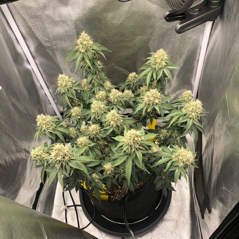 Wedding Cake growlog timeline photo