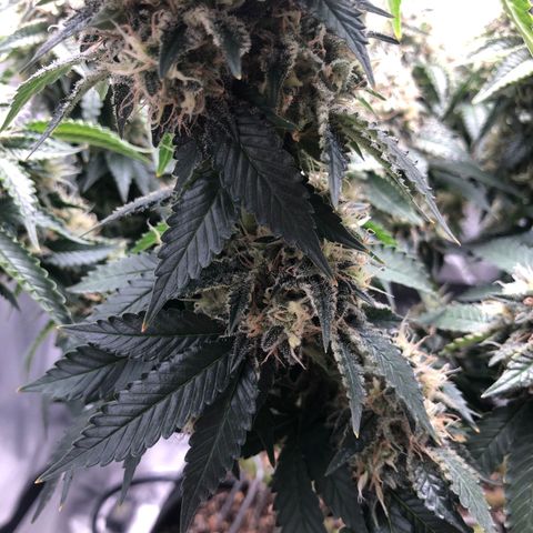 Wedding Cake growlog timeline photo