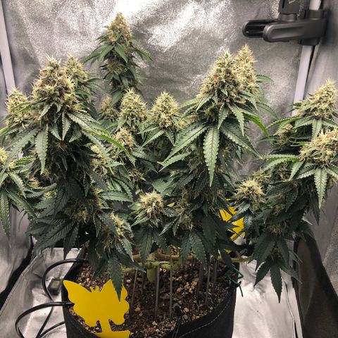 Wedding Cake growlog timeline photo