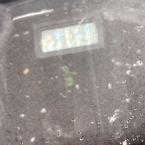 Leia growlog timeline photo