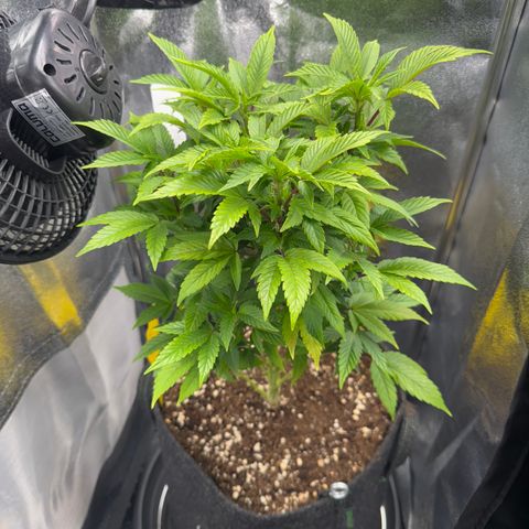 Iceberg growlog timeline photo