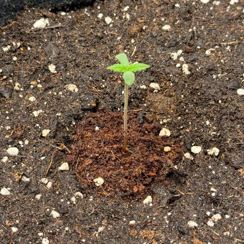 Leia growlog timeline photo