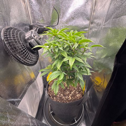 Iceberg growlog timeline photo