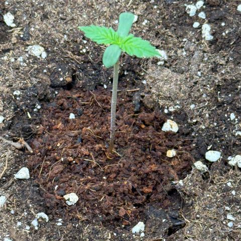 Leia growlog timeline photo