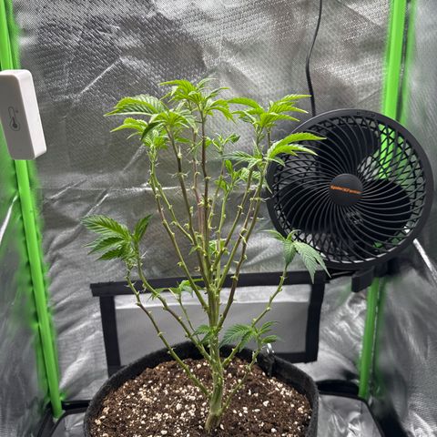 Iceberg growlog timeline photo