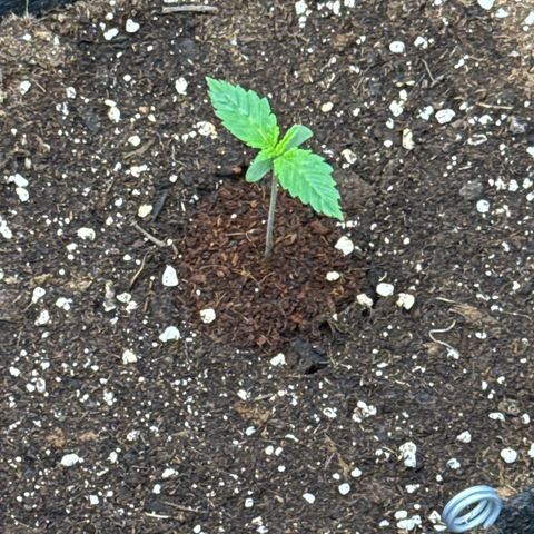 Leia growlog timeline photo