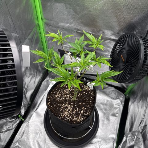 Iceberg growlog timeline photo