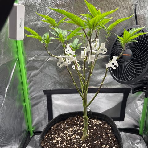 Iceberg growlog timeline photo
