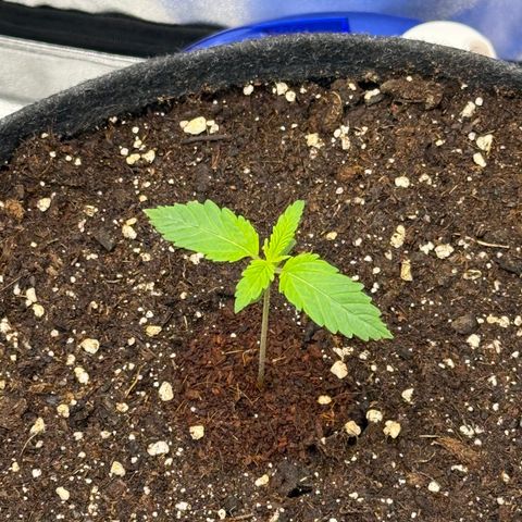 Leia growlog timeline photo