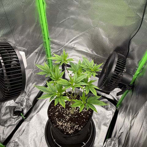 Iceberg growlog timeline photo