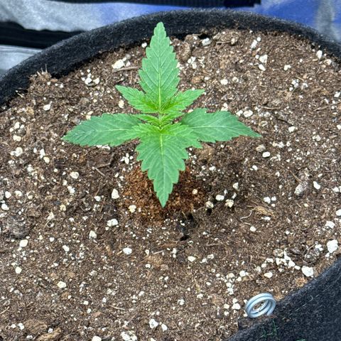 Leia growlog timeline photo