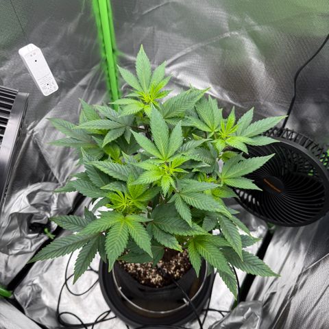 Iceberg growlog timeline photo