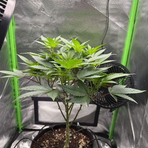 Iceberg growlog timeline photo
