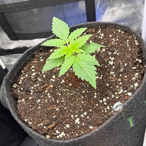 Leia growlog timeline photo