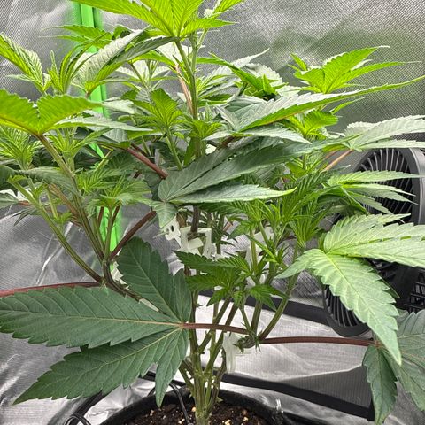 Iceberg growlog timeline photo