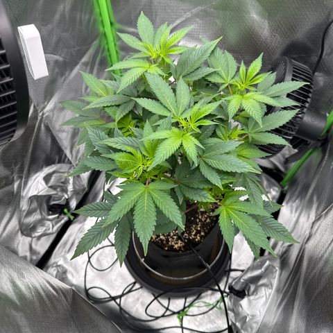 Iceberg growlog timeline photo