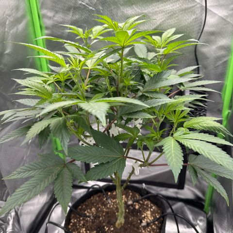 Iceberg growlog timeline photo