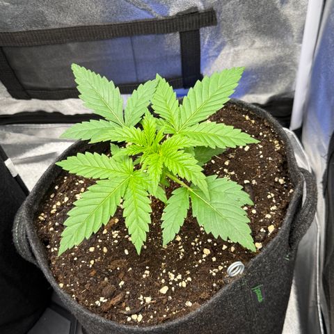 Leia growlog timeline photo