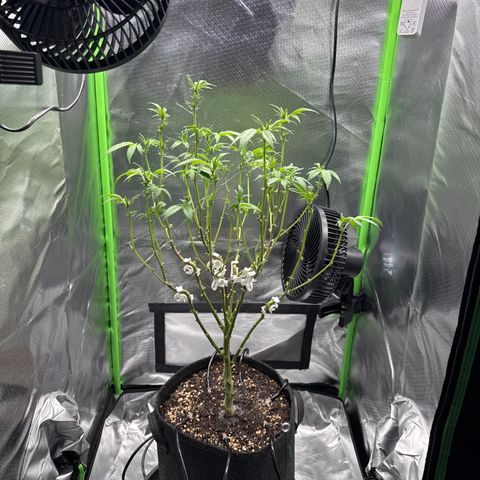 Iceberg growlog timeline photo