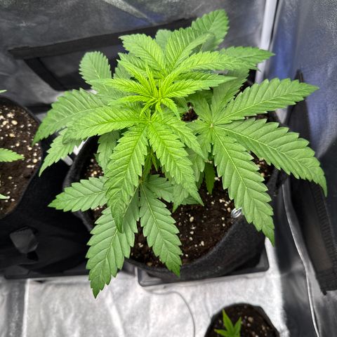 Leia growlog timeline photo