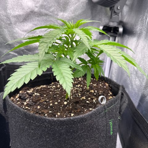 Leia growlog timeline photo