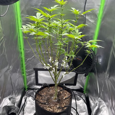 Iceberg growlog timeline photo