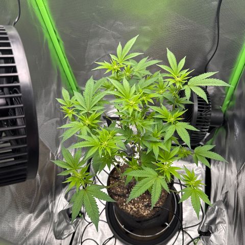 Iceberg growlog timeline photo
