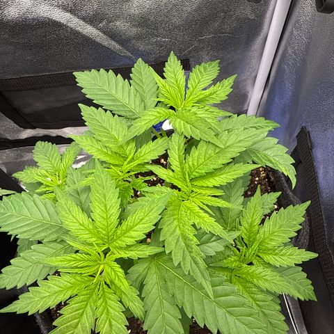 Leia growlog timeline photo