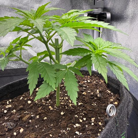 Leia growlog timeline photo