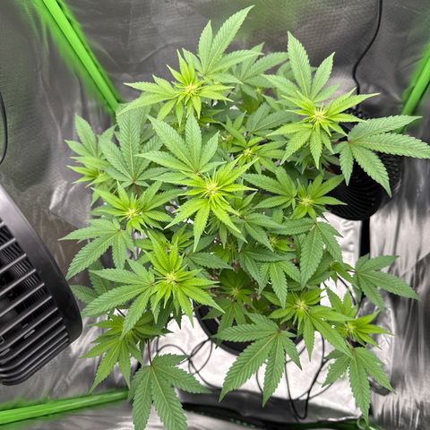 Iceberg growlog timeline photo