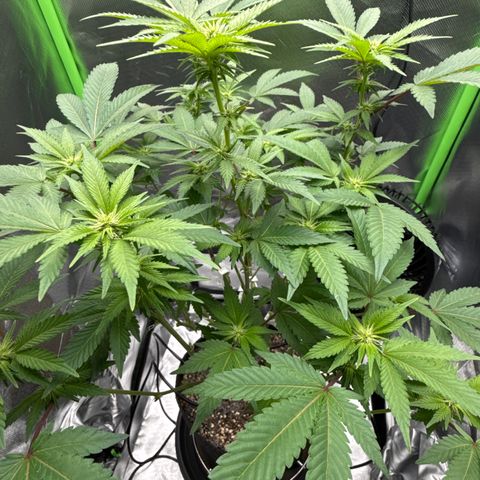 Iceberg growlog timeline photo