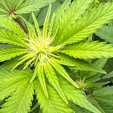 Iceberg growlog timeline photo