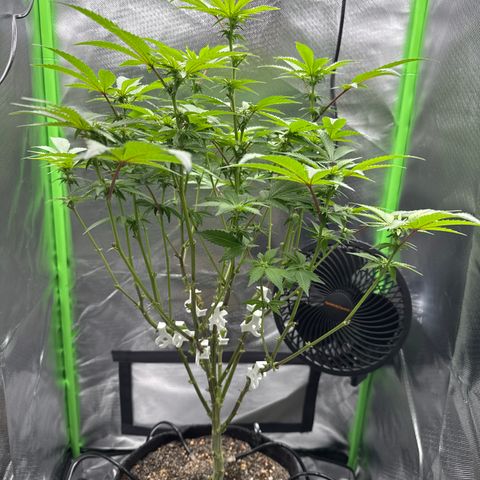 Iceberg growlog timeline photo