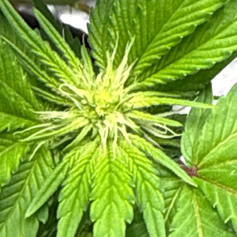 Iceberg growlog timeline photo