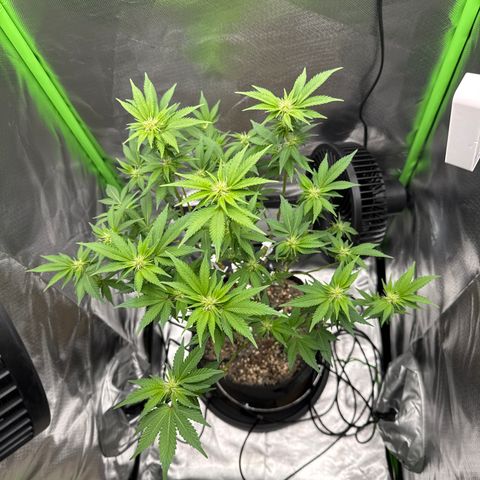 Iceberg growlog timeline photo