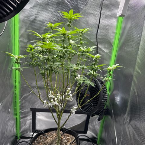 Iceberg growlog timeline photo