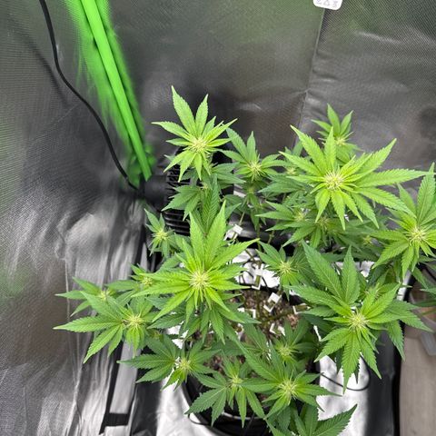Iceberg growlog timeline photo