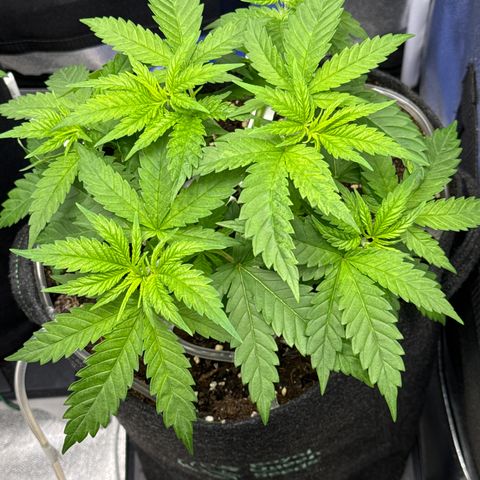 Leia growlog timeline photo