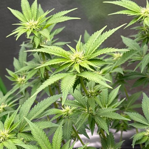 Iceberg growlog timeline photo