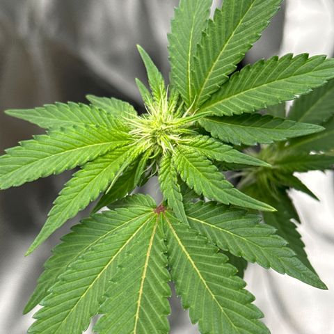 Iceberg growlog timeline photo