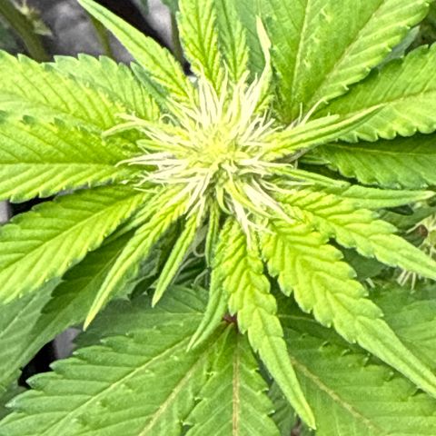 Iceberg growlog timeline photo