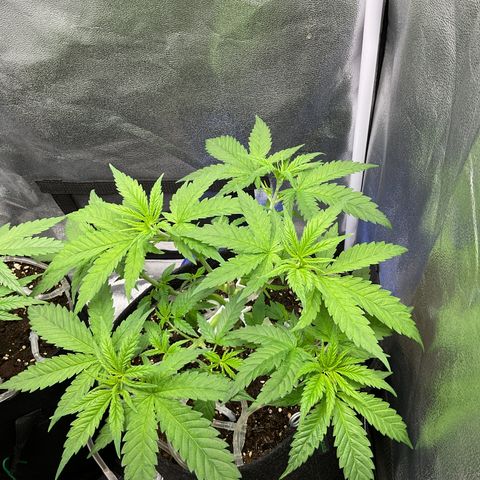 Leia growlog timeline photo