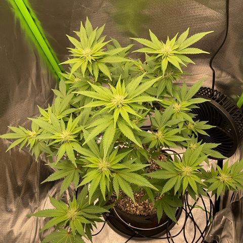 Iceberg growlog timeline photo