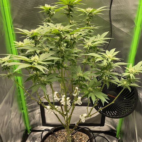 Iceberg growlog timeline photo