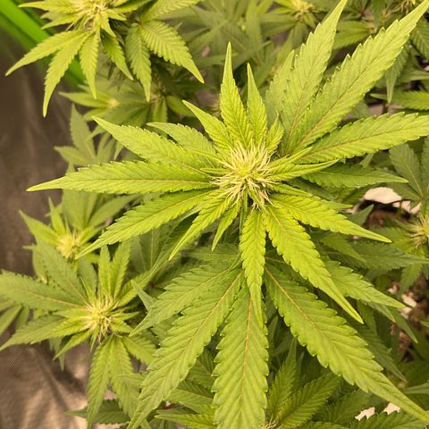 Iceberg growlog timeline photo