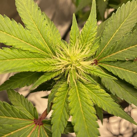 Iceberg growlog timeline photo