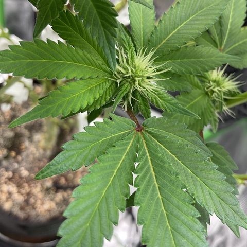 Iceberg growlog timeline photo
