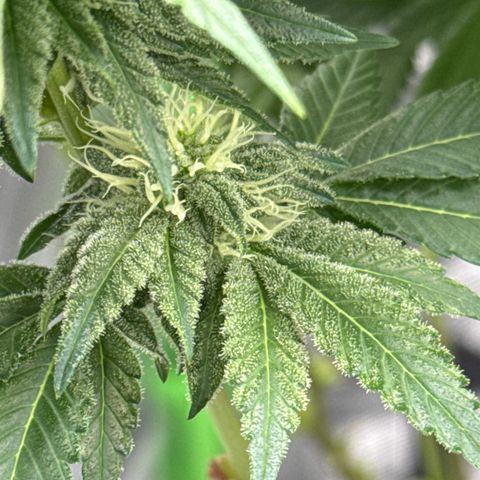 Iceberg growlog timeline photo
