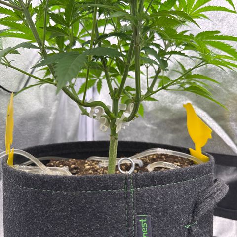 Leia growlog timeline photo